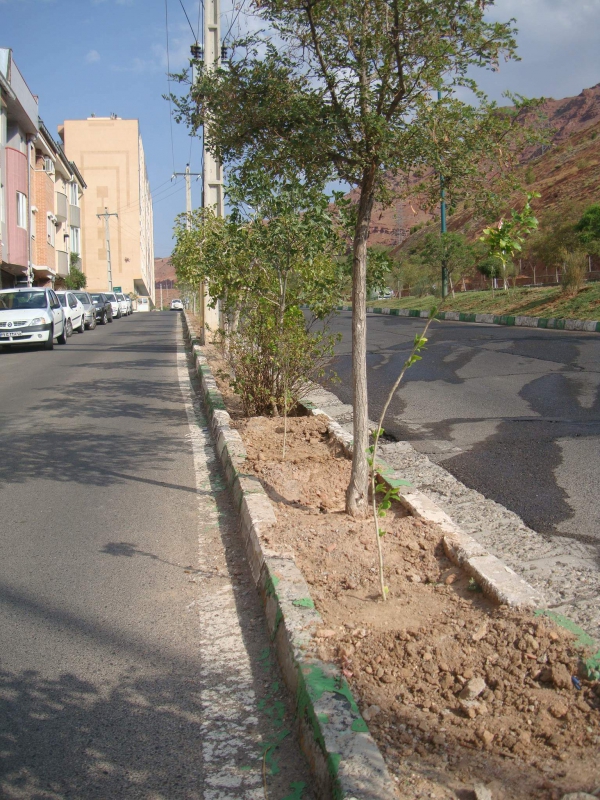 درختکاری در رشدیه